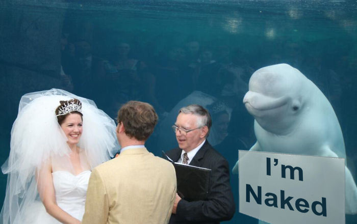 Photoshop párbajt indított az esküvőt megzavaró delfin