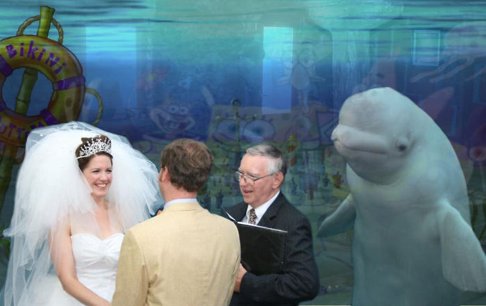 Photoshop párbajt indított az esküvőt megzavaró delfin