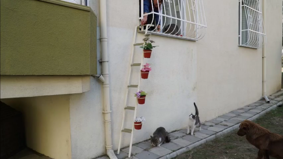 Létrát épített a kóbor macskáknak, hogy bármikor beugorhassanak hozzá