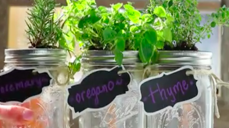 Így lehet neked is házi fűszernövénykerted befőttes üvegből