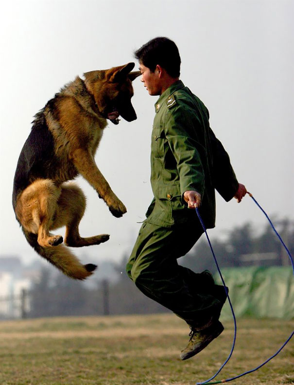A leghűségesebb harcosok - katonai kutyák bevetésen