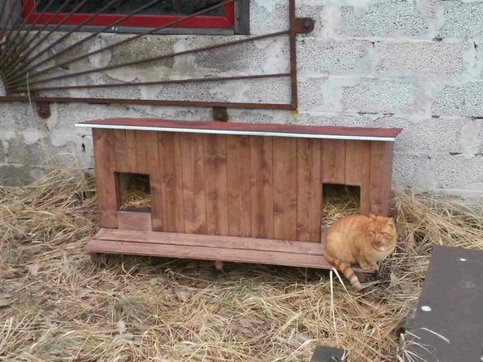 Apró házakkal segítenek a hidegben kóborló macskáknak
