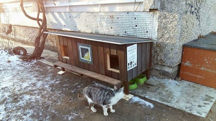 Apró házakkal segítenek a hidegben kóborló macskáknak