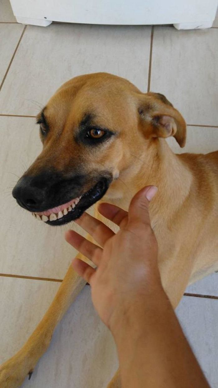 Megszakadt a röhögéstől a gazdi, mikor meglátta kutyája új mosolyát