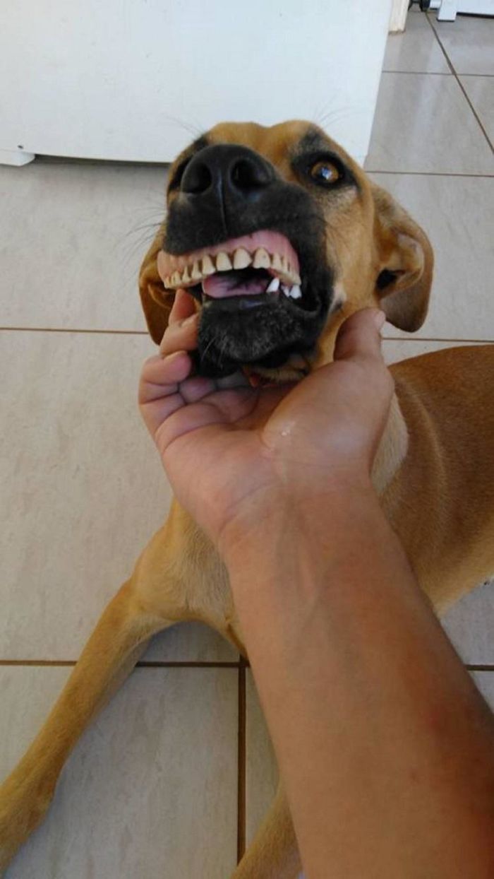 Megszakadt a röhögéstől a gazdi, mikor meglátta kutyája új mosolyát