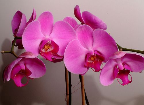 Jácint, tulipán, orchidea : így borítsd virágba az otthonod