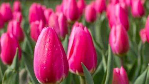 Jácint, tulipán, orchidea : így borítsd virágba az otthonod
