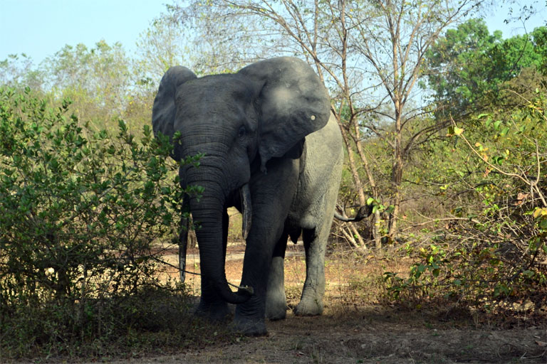 A legközelebbi találkozás egy barátságos ghánai elefánttal (Fotó: //zsuzsiestekergo.blog.hu/)
