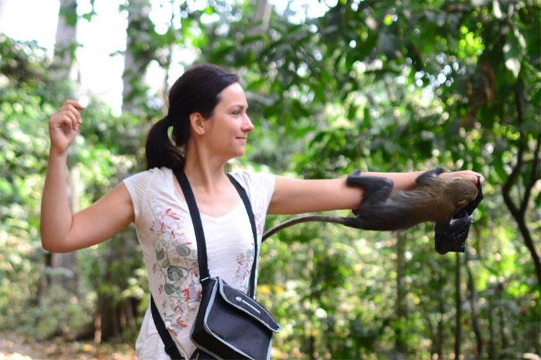A ghánai Boabeng Fiema Monkey Sanctuary mona majmai megszokták az emberek közelségét (Fotó: //zsuzsiestekergo.blog.hu/)