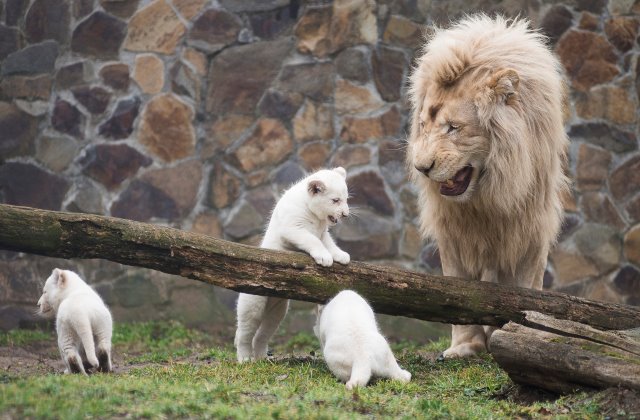 Apjukkal játszanak a Nyíregyházi Állatpark hármas ikrek fehér oroszlánjai