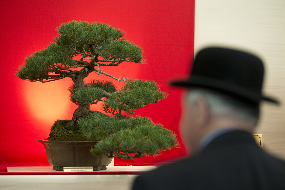 A csodaszép bonsaiért - így gondozd a törpefádat!