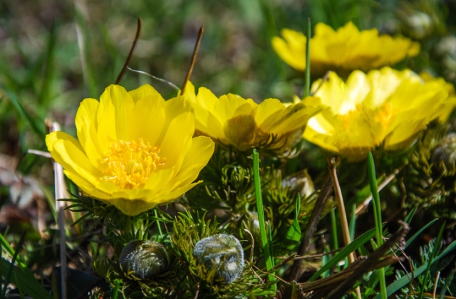 Csodaszép tavaszi virágok, héricsek nyílnak Békésben