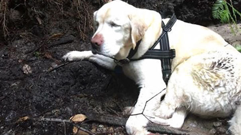 8 nap után került elő az erdőből az elveszett vak kutya