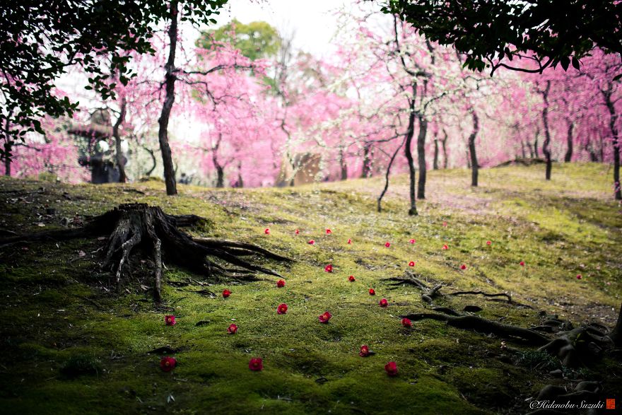 Japánban a szilva is virágzik olyan szépen, mint a cseresznyefák