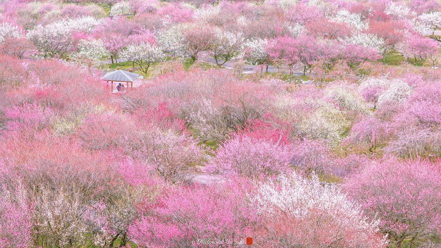 Japánban a szilva is virágzik olyan szépen, mint a cseresznyefák