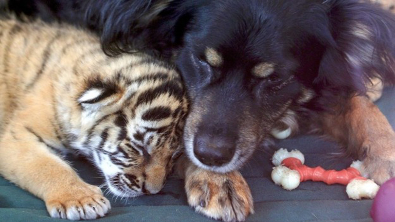 Cukiság: elárvult tigriskölyköket dajkál a kutya