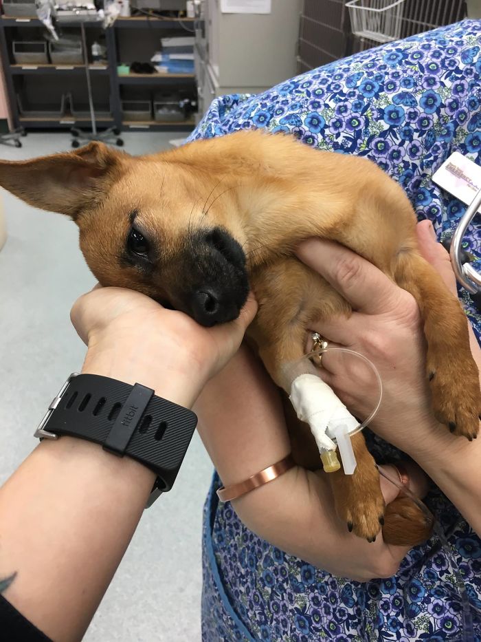 Új esélyt kapott a kutya, aki túladagolta gazdája heroinját