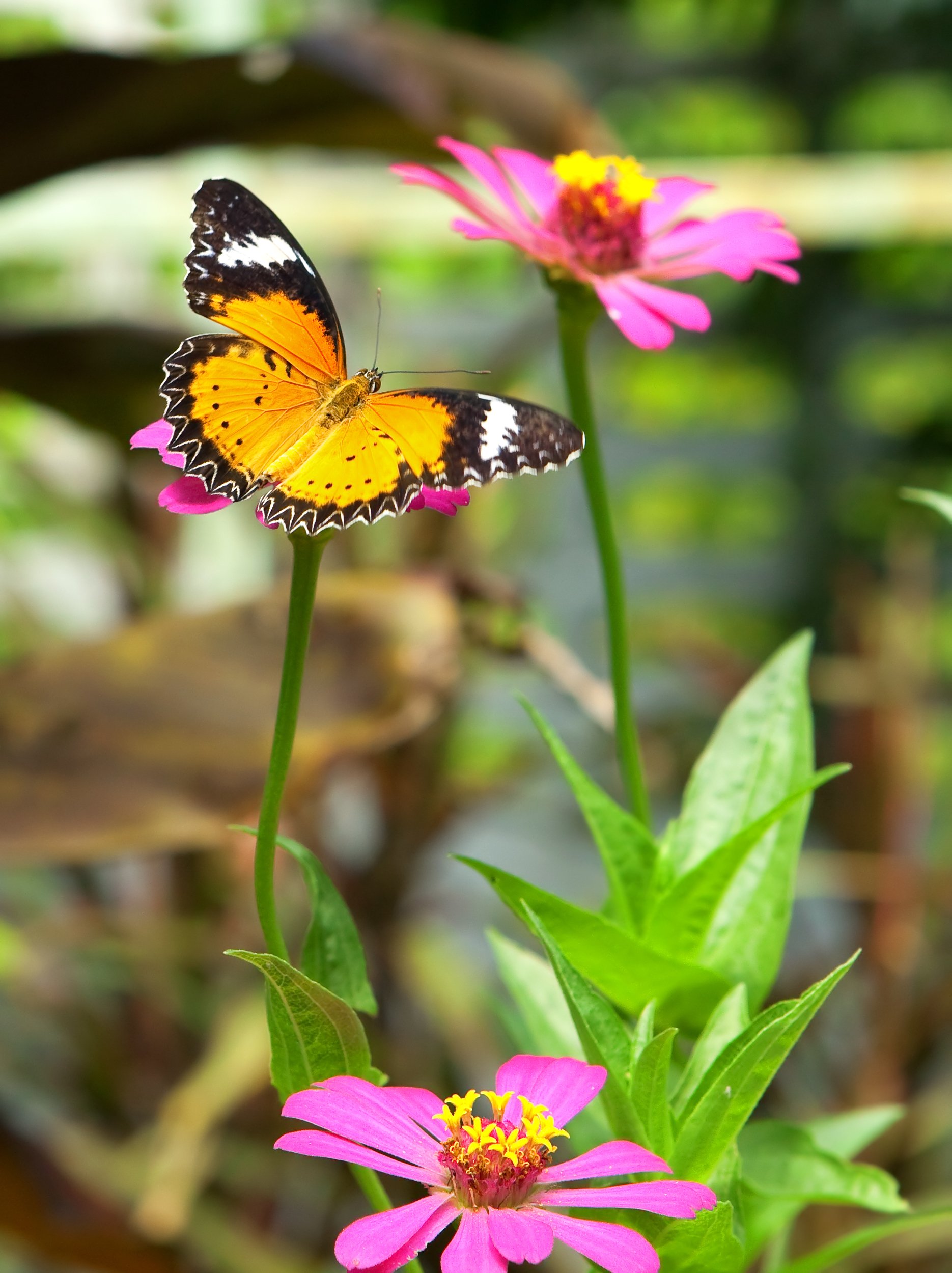 3 mód, ahogy pillangókat vonzhatsz a kertedbe