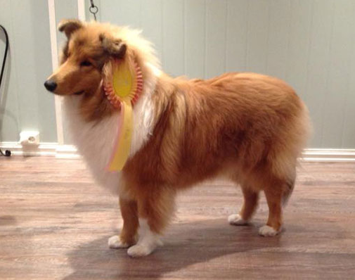 Magyar kutya lett a legszebb szuka a neves brit kutyakiállításon
