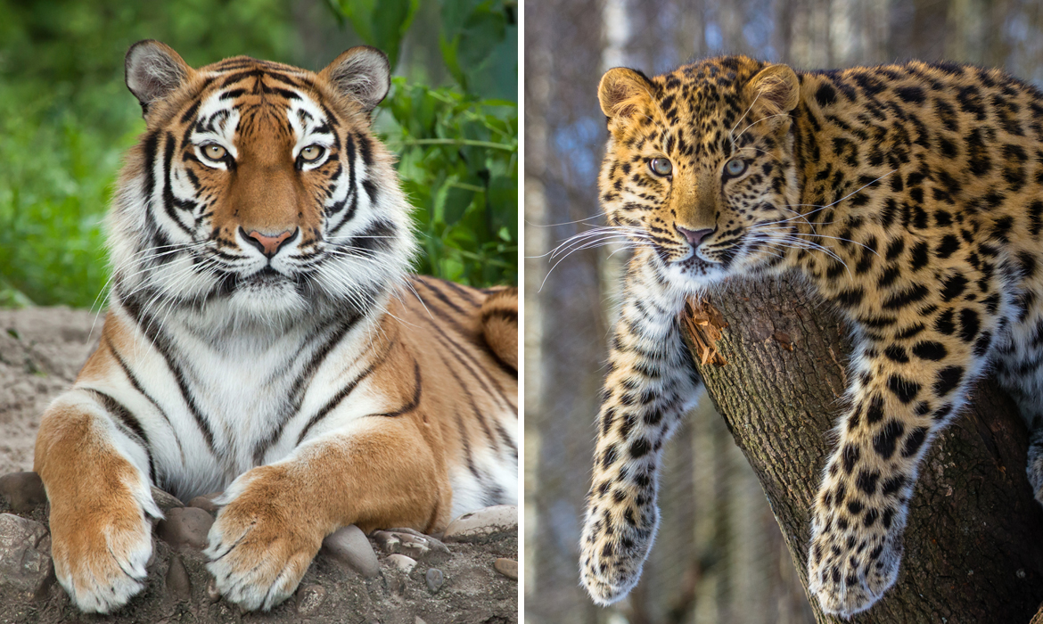 A szibériai tigrisek megmentéséért épül nemzeti park Kínában