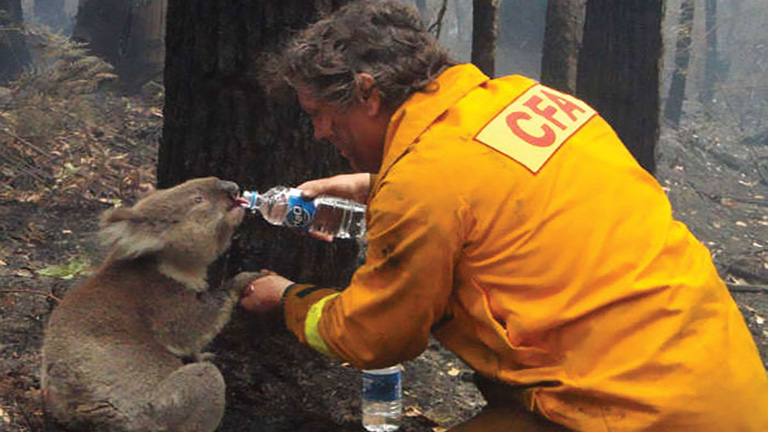 Itatókkal segítenek a szomjazó koaláknak