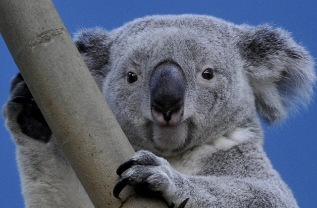 Virrasztanak a súlyos beteg budapesti koala mellett