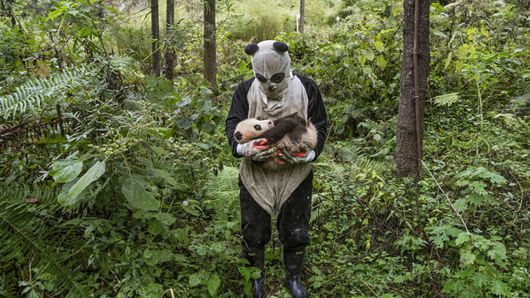 Pisis jelmezekben gondozzák a pandákat a rezervátum dolgozói
