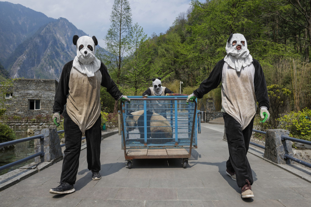 Pisis jelmezekben gondozzák a pandákat a rezervátum dolgozói