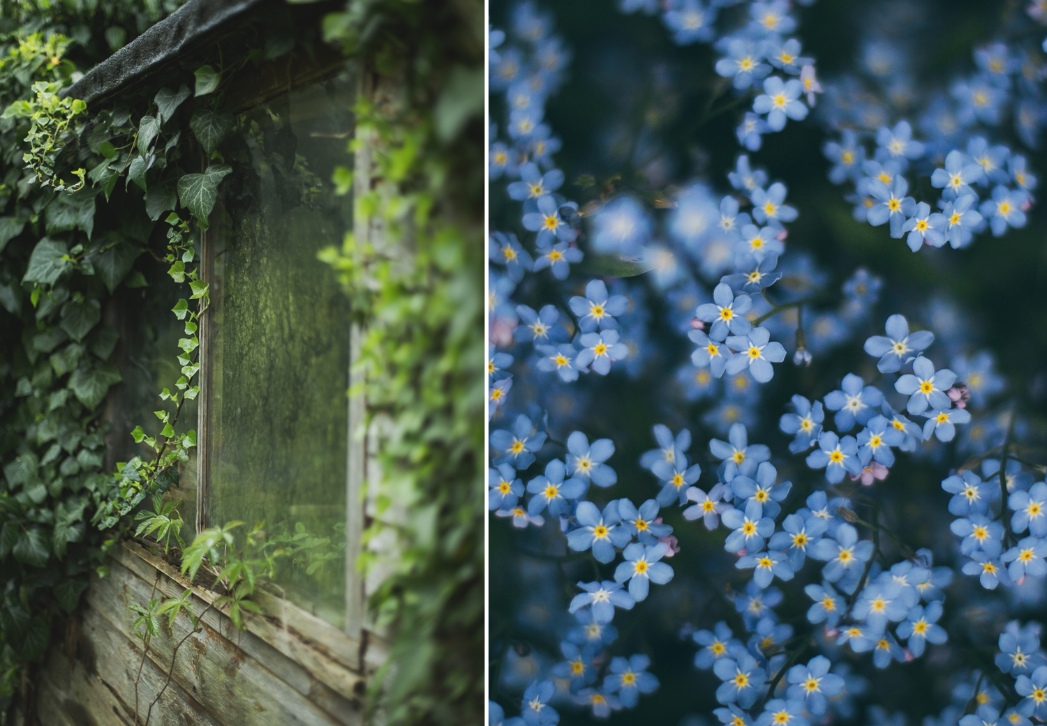 Anglia varázslatos kertjeibe visznek a magyar fotós képei