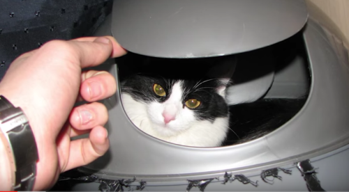12 kép, ami bebizonyítja, hogy a macskák valójában titkos ügynökök