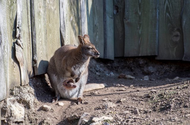 Kenguru is született a veszprémi állatkertben (fotó: