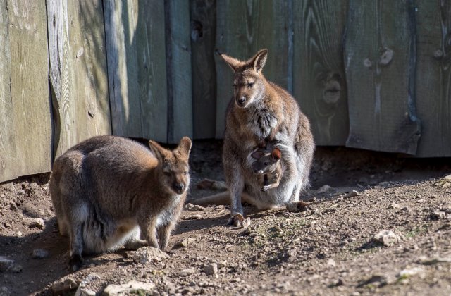 Anyja erszényéből figyeli a világot a kis bennett-kenguru (fotó: