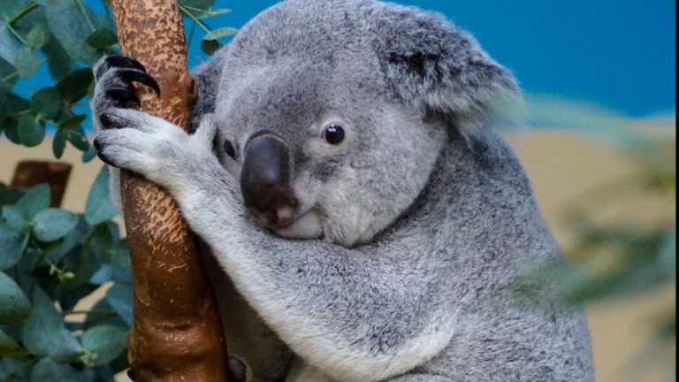Elaltatták az Állatkert koaláját