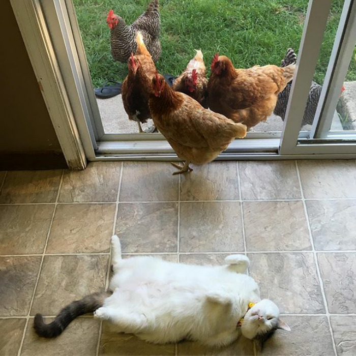 Megbabonázta a csirkéket a hentergő macska