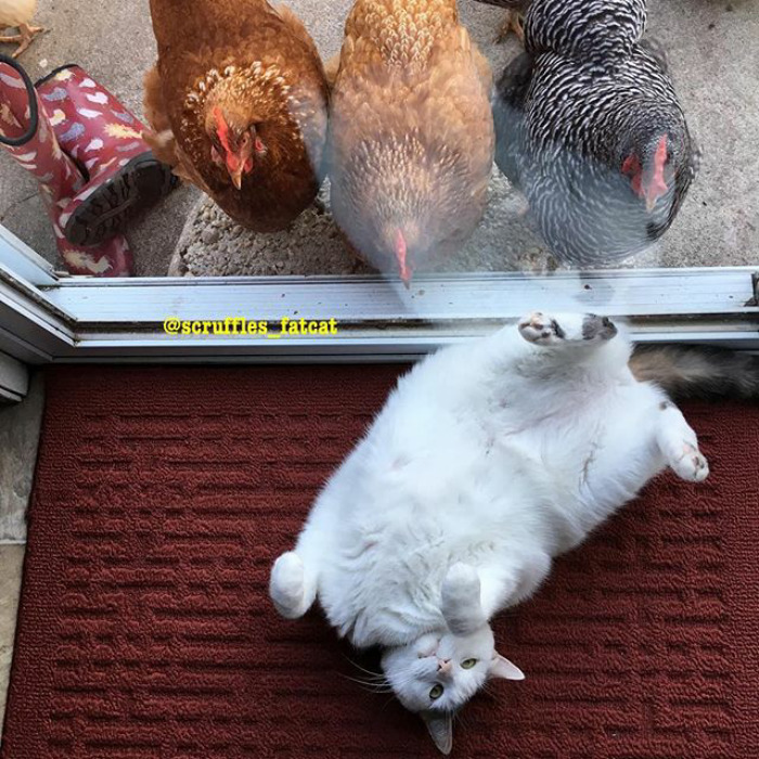 Megbabonázta a csirkéket a hentergő macska