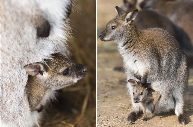 Babyboom növelte a létszámot a nyíregyházi kenguruknál - fotók