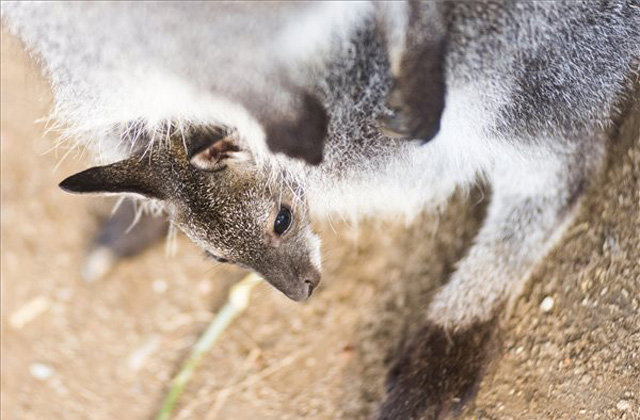 Babyboom növelte a létszámot a nyíregyházi kenguruknál - fotók