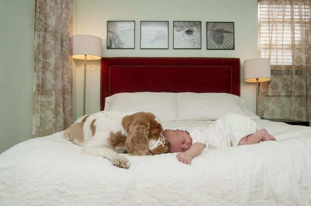 Ezek a képek bizonyítják, hogy a babák és az állatok a legjobb alvótársak