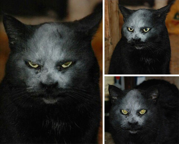 10 kép, ami bebizonyítja, hogy a macskák a Sátán szolgái