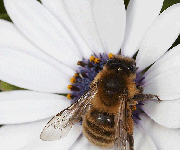 Vizsgára kötelezhetik a méhészeket