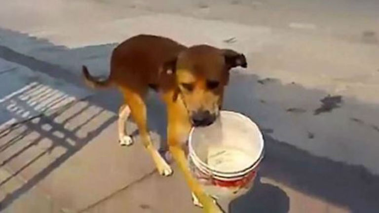 Leolvasztotta az internetet a vízért esdeklő perui kóbor kutya