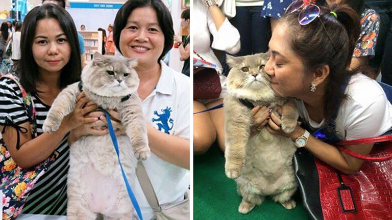 Thaiföld legnagyobb sztárja egy nagydarab szőrös macska