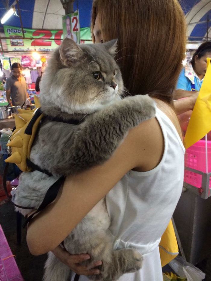 Thaiföld legnagyobb sztárja egy nagydarab szőrös macska