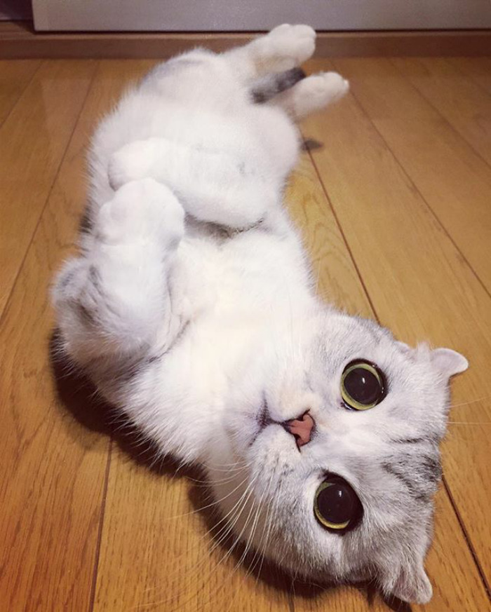 Ennek az tündéri cicának van a legtöbb követője az Instagramon