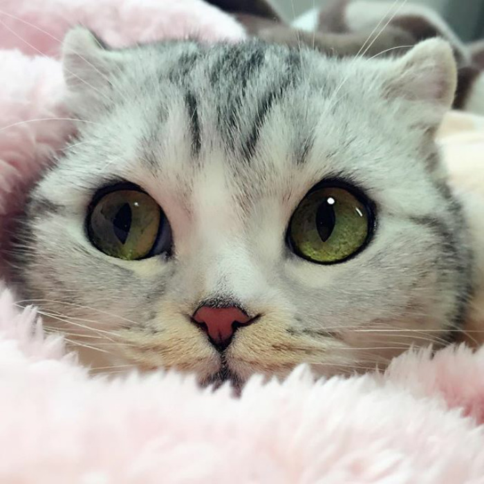 Ennek az tündéri cicának van a legtöbb követője az Instagramon