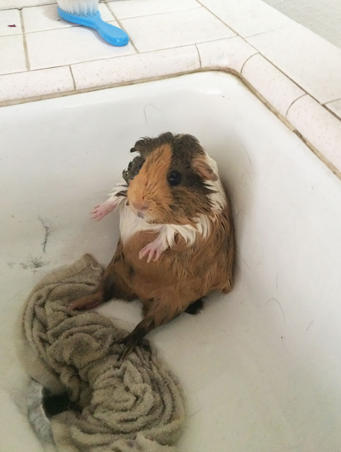 10 állat, aki nem annyira szeret fürdőt venni