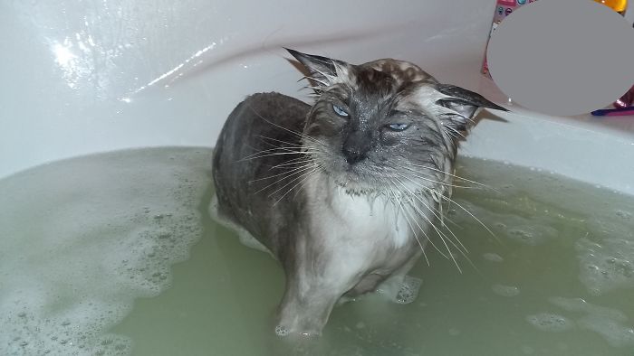 10 állat, aki nem annyira szeret fürdőt venni