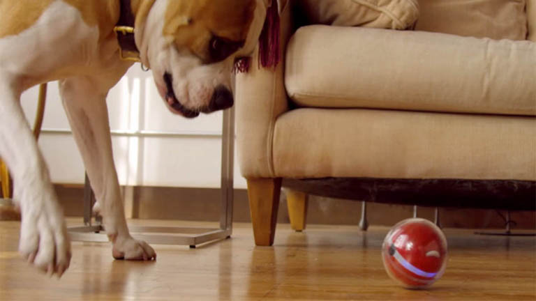 Már akkor is labdázhatsz a kutyáddal, mikor nem is vagy vele