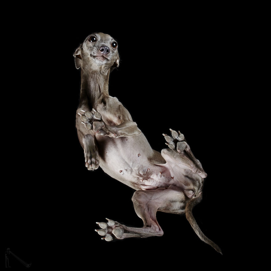 10 fotó, ami bizonyítja, hogy a kutyák alulnézetből is imádni valóak