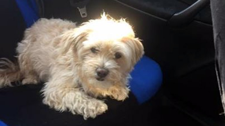 Meglett Roli, az Árpád hídi balesetben eltűnt kutya